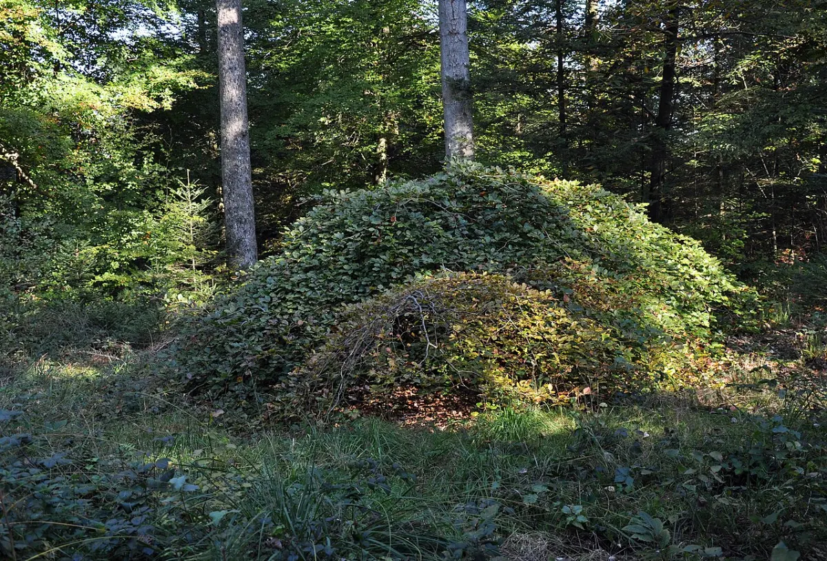 Un fau de Verzy, hêtre tortillard formant un dôme de feuillage en forêt