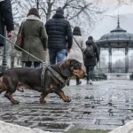 Une première « Sausage Walk » pour les teckels à Reims